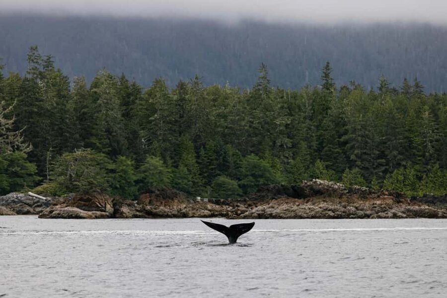 Tofino: Whale Watching Tour with Nature Guide - Key things I’d plan around before you go
