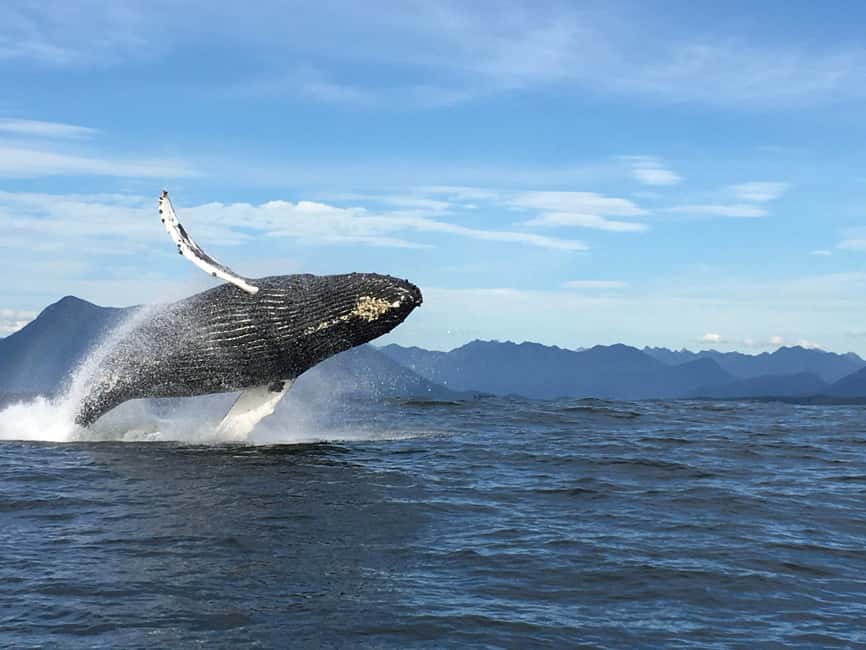 Tofino: Whale Watching Tour with Nature Guide - The safety briefing that actually helps your viewing