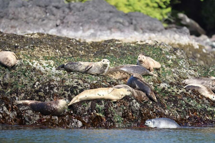 Tofino: Whale Watching Tour with Nature Guide - Cruising toward the nutrient-rich feeding zone near Flores, Vargas, and Long Beach