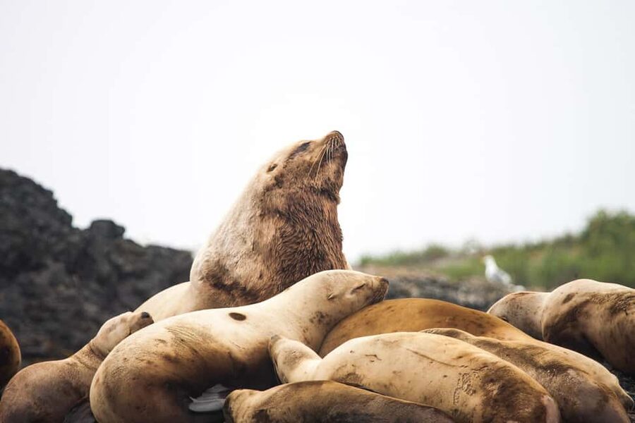 Tofino: Whale Watching Tour with Nature Guide - What you might spot besides whales in the same 2.5-hour window