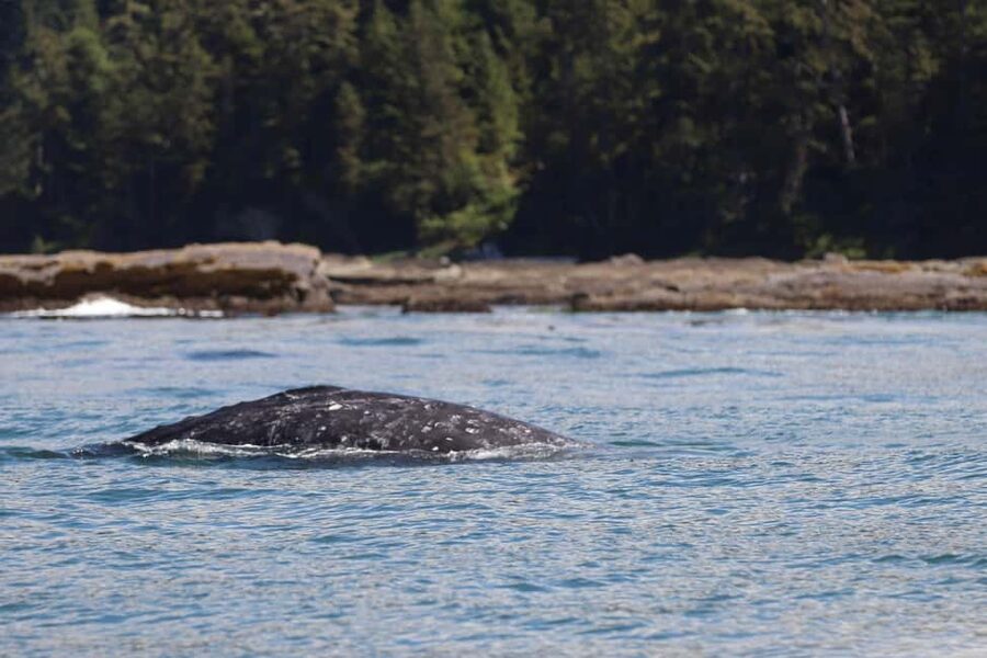 Tofino: Whale Watching Tour with Nature Guide - Dress for wind and splash, not just for temperature