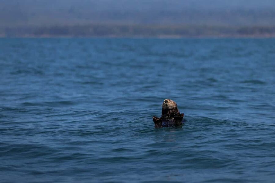 Tofino: Whale Watching Tour with Nature Guide - Group size and the close-coast feeling you want