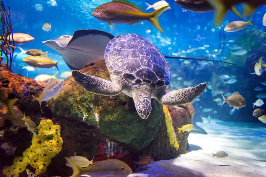Toronto CityPASS®: Save up to 38% at 5 Top Attractions - CN Tower: Main and Lower Observation Levels included