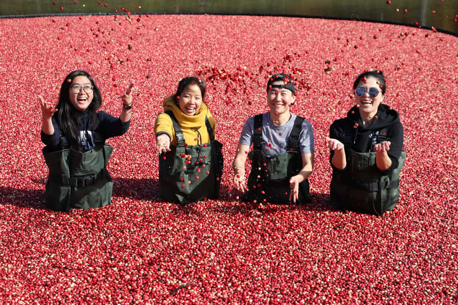 Toronto: Muskoka Cranberry Farm and Hardy Lake Hike - Muskoka Lakes Farm and Winery: chest waders and cranberry marsh photos