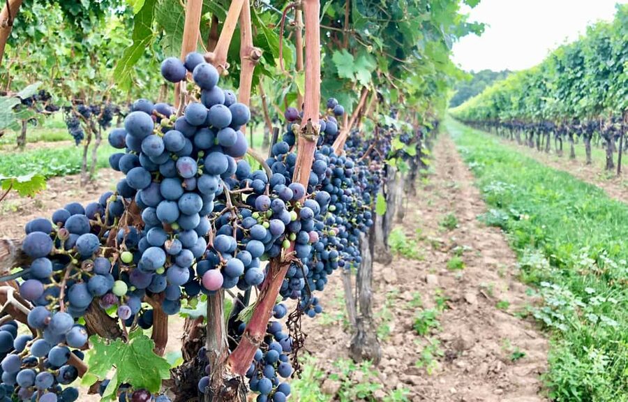 Toronto: Niagara-on-the-Lake, Wine Tasting & Chocolate Tour - Living Water Wayside Chapel and scenic country market stops