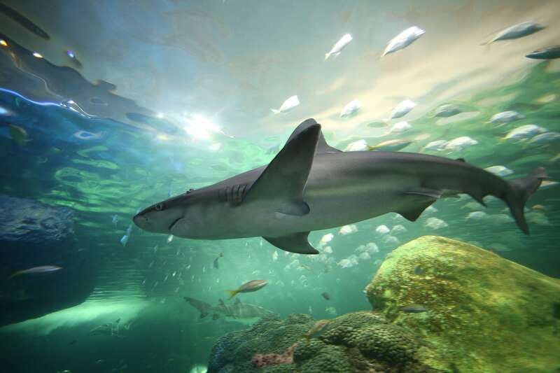 Toronto: Ripley's Aquarium of Canada Entry Ticket - Ripley’s Aquarium in Downtown Toronto: what you’re really paying for