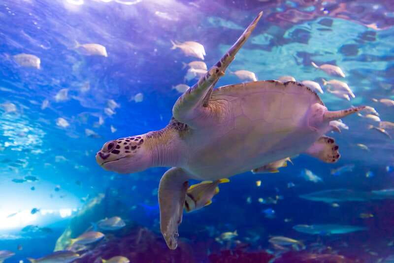 Toronto: Ripley's Aquarium of Canada Entry Ticket - The crowd strategy: when to go before the aquarium gets loud