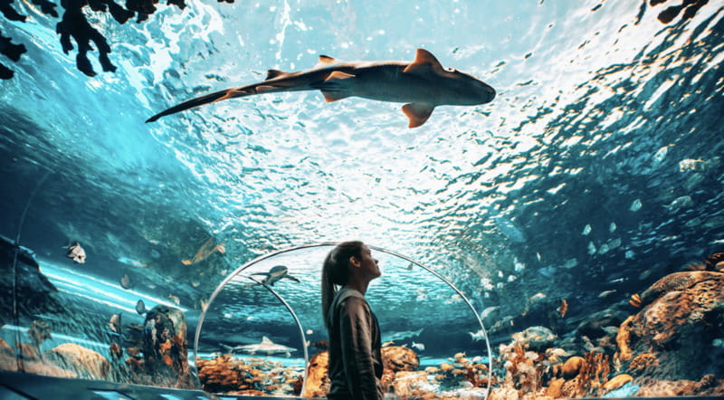 Toronto: Ripley's Aquarium of Canada Entry Ticket - Stingray touch pool: the hands-on part that changes the whole visit