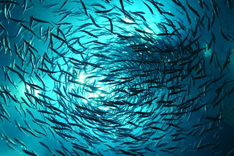 Toronto: Ripley's Aquarium of Canada Entry Ticket - Daily live underwater shows: what to watch for