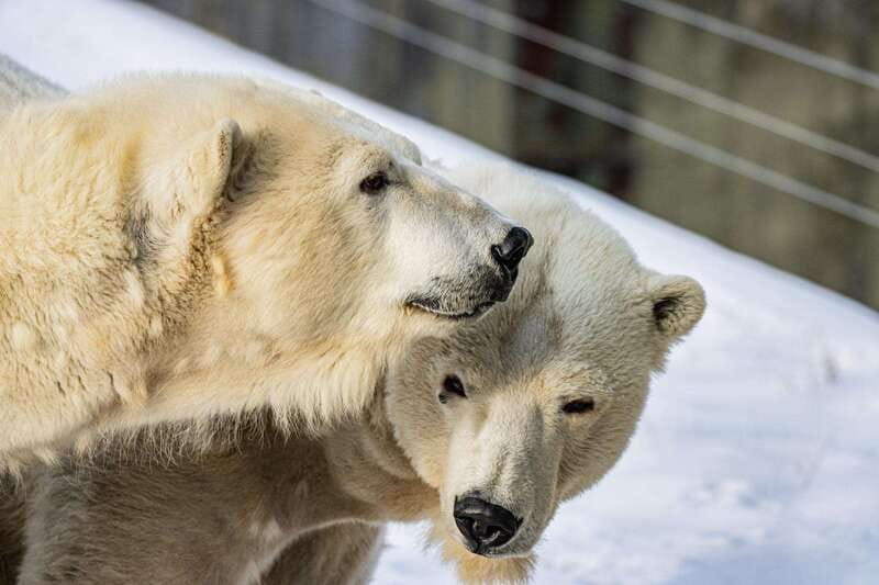 Toronto: Toronto Zoo Entry Ticket - Tundra Trek and the Canadian Domain: plan for mood, not just species