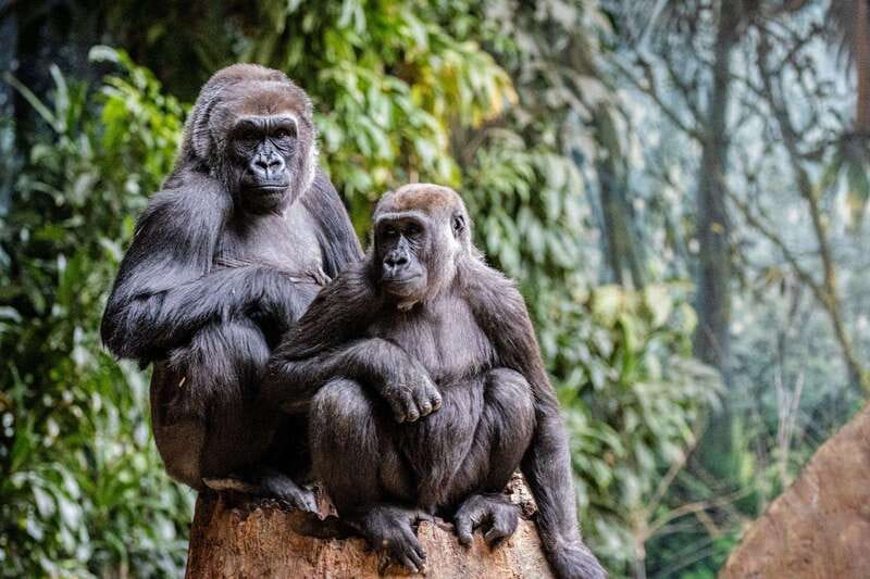 Toronto: Toronto Zoo Entry Ticket - How to pace a 710-acre zoo without burning out