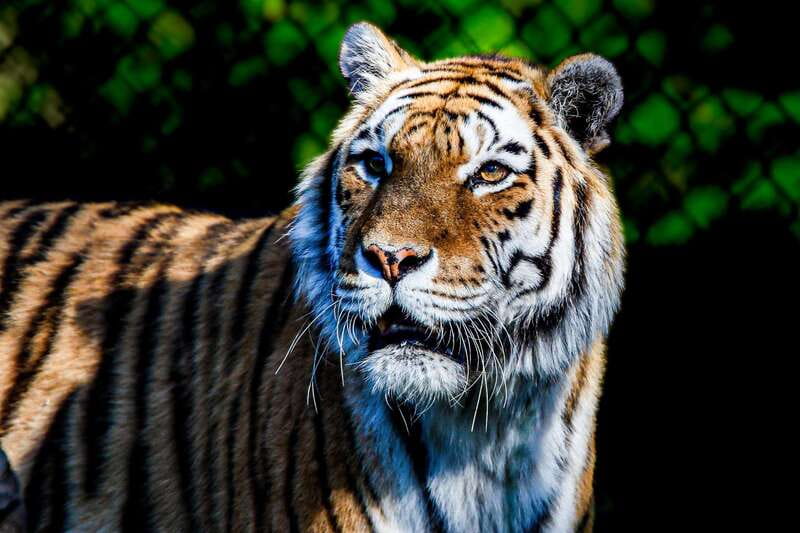 Toronto: Toronto Zoo Entry Ticket - Who will love this zoo day most
