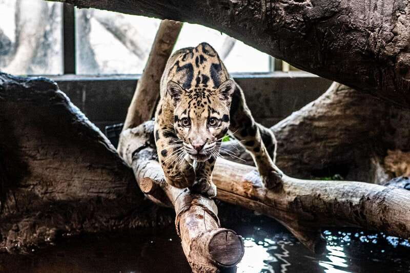 Toronto: Toronto Zoo Entry Ticket - Should you book the Toronto Zoo entry ticket?