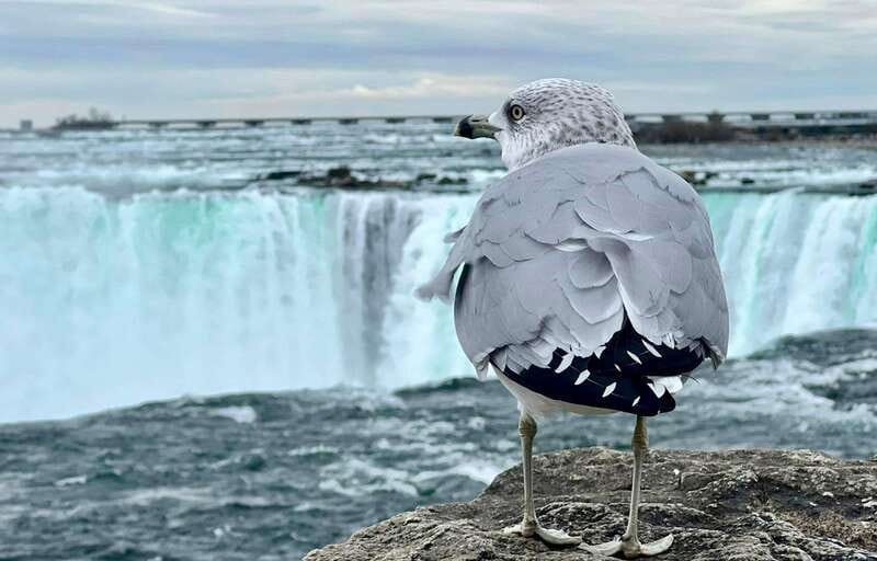 Toronto: Winter Niagara Falls Tour with Attractions Package - Niagara River Stops: Whirlpool Photos and the Maple Leaf Place Break