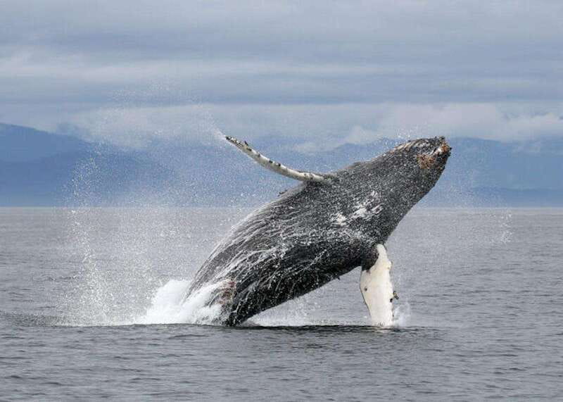 Vancouver, BC: Whale Watching Tour with Guide - Where whales show up: the Strait of Georgia and Gulf Islands