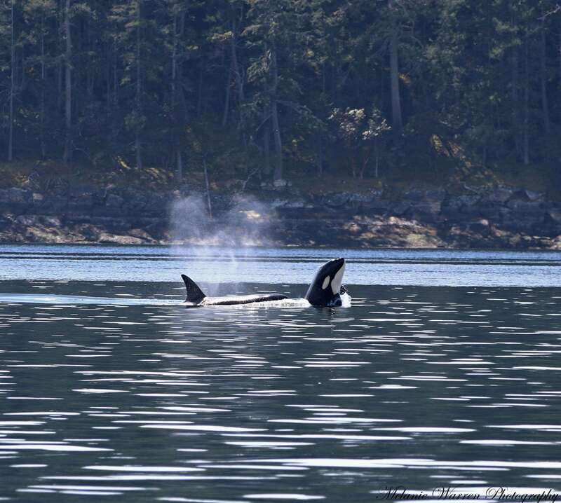 Vancouver, BC: Whale Watching Tour with Guide - What the naturalist and live commentary do for your sightings