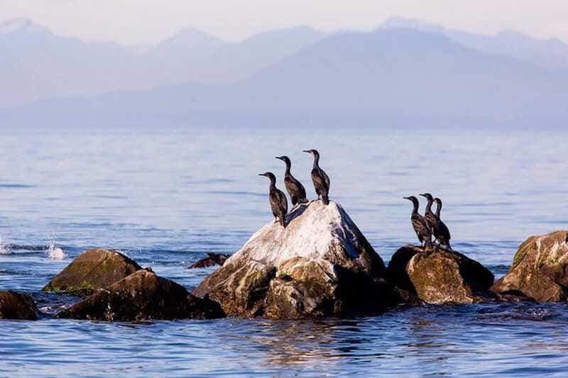 Vancouver, BC: Whale Watching Tour with Guide - Species you might spot, and what to look for in real time