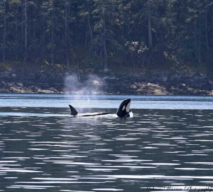 Vancouver, BC: Whale Watching Tour with Guide - Comfort perks that make this tour feel worth $152