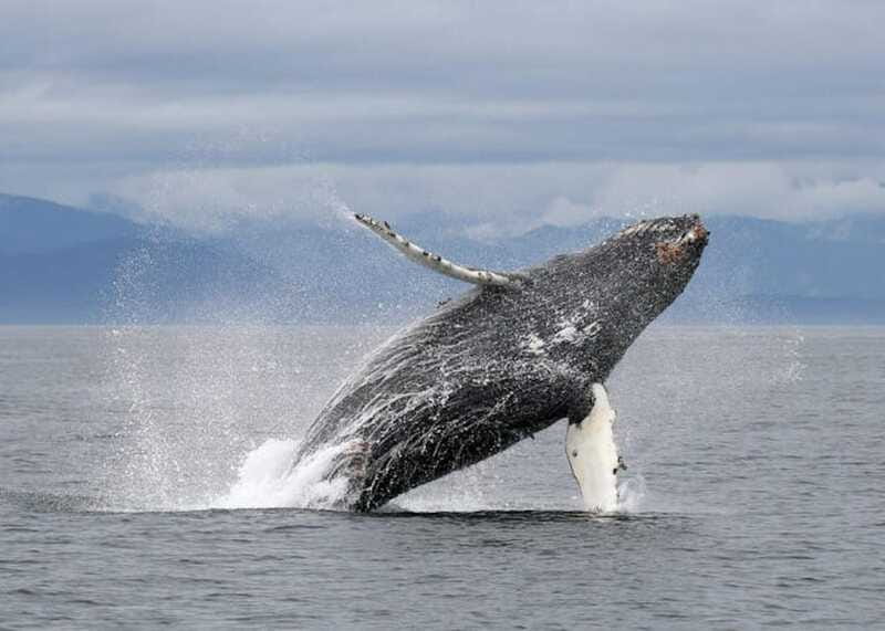 Vancouver, BC: Whale Watching Tour with Guide - Price and value: does $152 make sense for Vancouver whale watching?