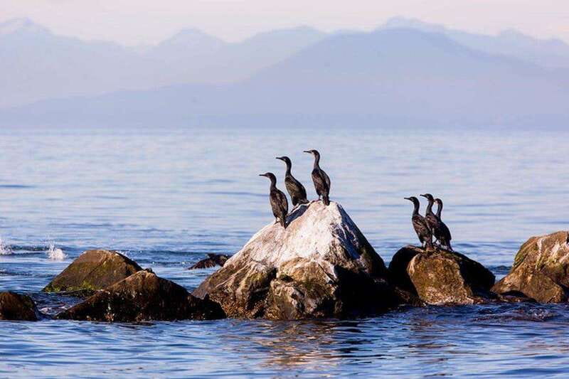 Vancouver, BC: Whale Watching Tour with Guide - Getting from central Vancouver to the boat, without turning it into a chore