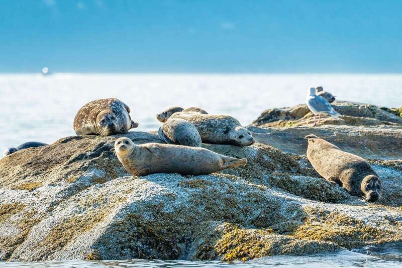 Vancouver: Boat to Bowen Island on UNESCO Howe Sound Fjord - What $138 per person buys you, and why the value makes sense