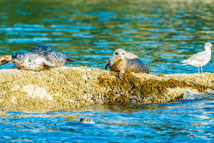 Vancouver: City and Seals Boat Tour - Why This 90-Minute Boat Tour Works So Well for First-Time Vancouver