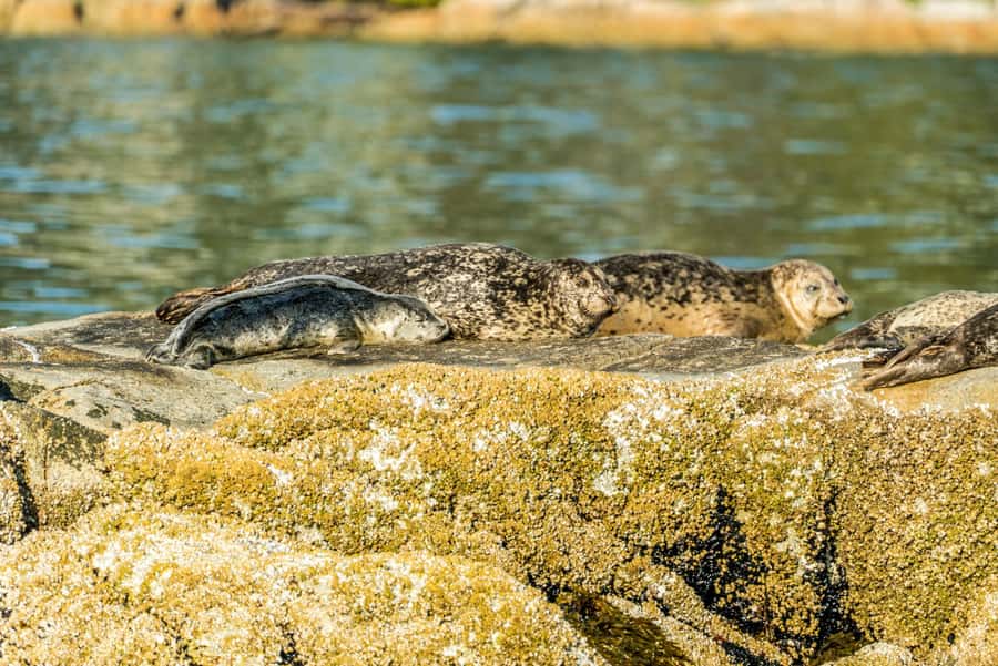 Vancouver: City and Seals Boat Tour - Stanley Park From the Water: Why It’s More Than Pretty Scenery