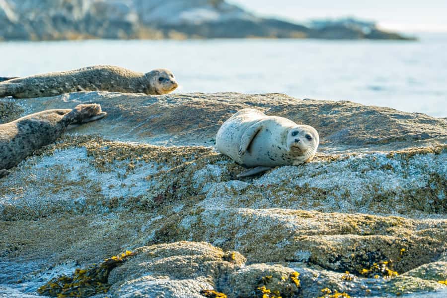 Vancouver: City and Seals Boat Tour - Price and Value: Is $79 a Fair Deal?