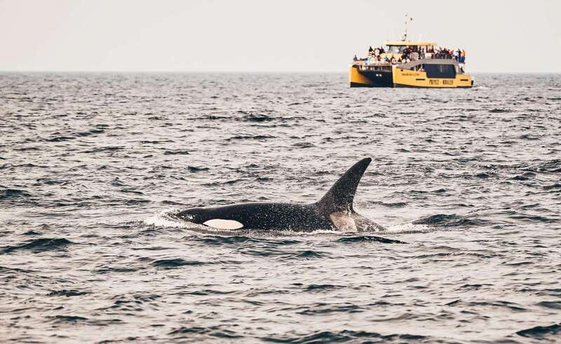 Vancouver: Covered Whale Watching Adventure with Free Photos - Key things that make this whale watch different