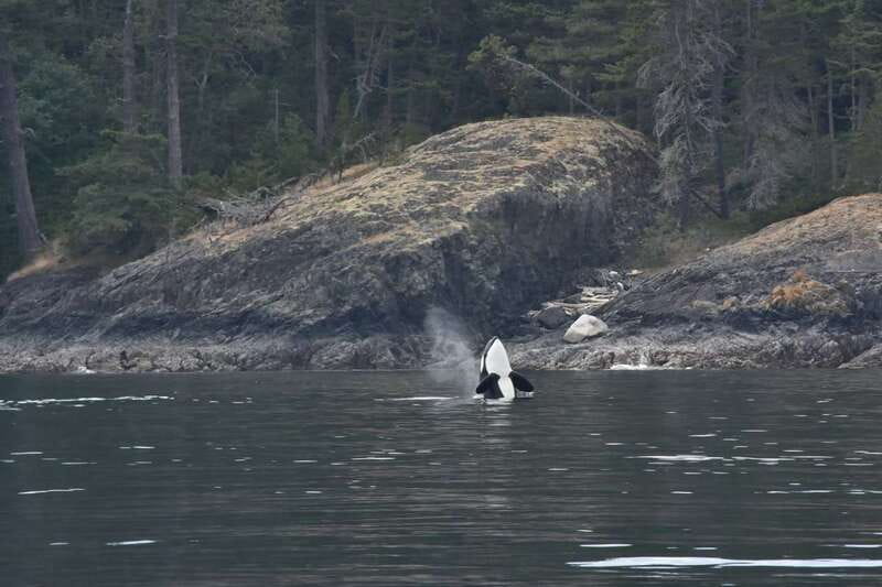 Vancouver: Covered Whale Watching Adventure with Free Photos - Kids, learning aids, and who this is perfect for