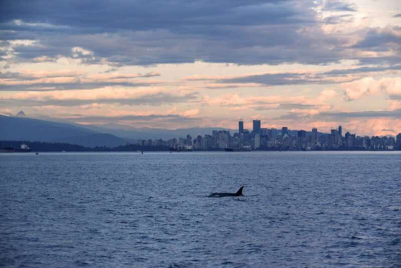 Vancouver: Covered Whale Watching Adventure with Free Photos - Granville Island departure: the easiest start in downtown Vancouver