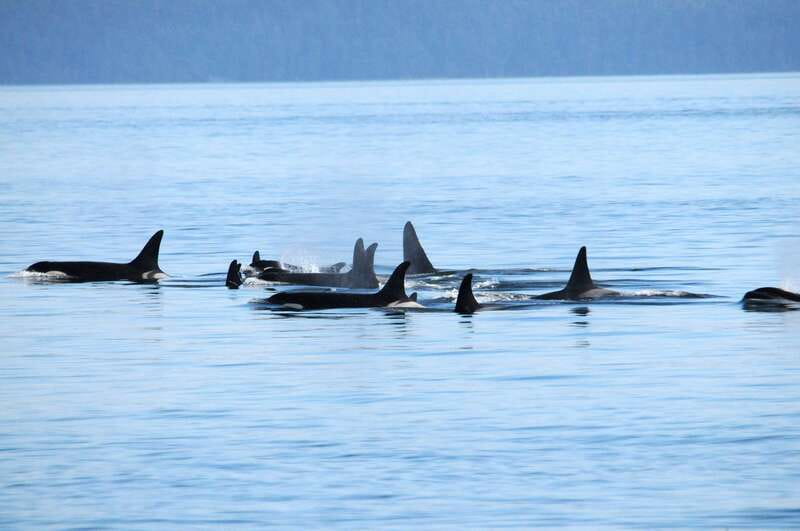 Vancouver: Covered Whale Watching Adventure with Free Photos - Where you sail: Strait of Georgia views with island horizons