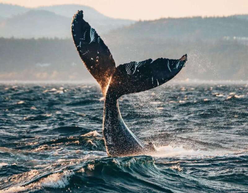 Vancouver: Covered Whale Watching Adventure with Free Photos - The crew’s commentary and storytelling that actually helps you see more