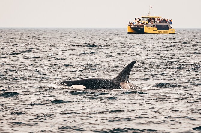 Vancouver Half-Day Whale Watching Adventure with Free Photos - Key things I’d circle before you book