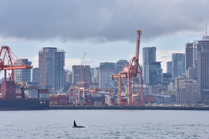 Vancouver Half-Day Whale Watching Adventure with Free Photos - Free photos that let you enjoy the moment, not just document it