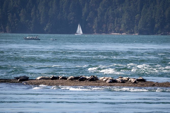 Vancouver Half-Day Whale Watching Adventure with Free Photos - Weather and sea state: dress like it is cooler than you think