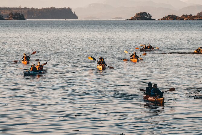 Vancouver Island: 2-Hour Evening Kayak Tour from Telegraph Cove - Wildlife viewing at dusk: how to maximize chances without getting pushy