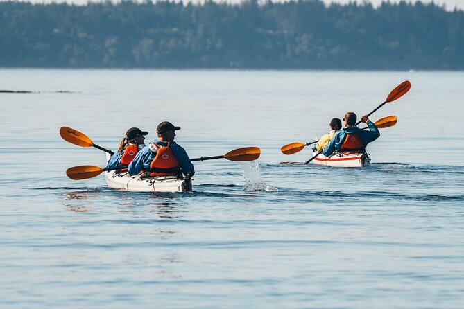 Vancouver Island: 2-Hour Evening Kayak Tour from Telegraph Cove - The 2-hour paddle: what you are likely to see and what it means