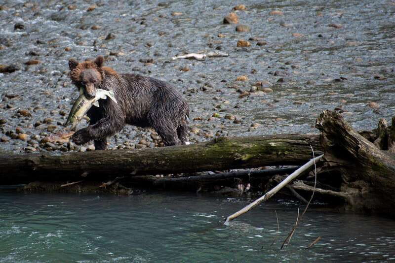 Vancouver Island: Full-Day Grizzly Bear Tour at Toba Inlet - Key highlights that matter on this Toba Inlet grizzly tour