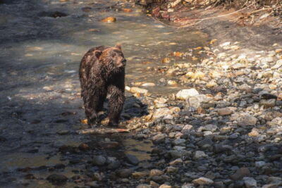Vancouver Island: Full-Day Grizzly Bear Tour at Toba Inlet