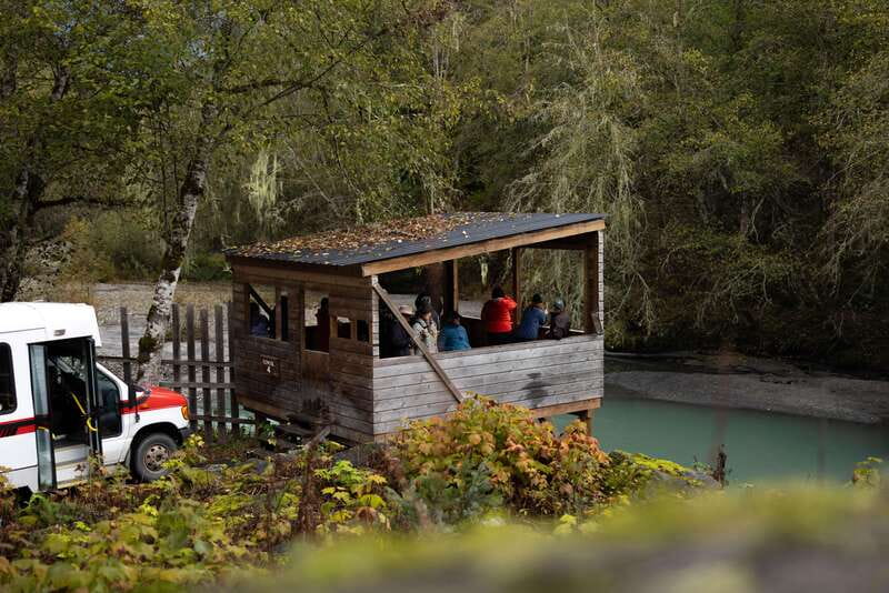 Vancouver Island: Full-Day Grizzly Bear Tour at Toba Inlet - Who should book this Vancouver Island grizzly and whale day