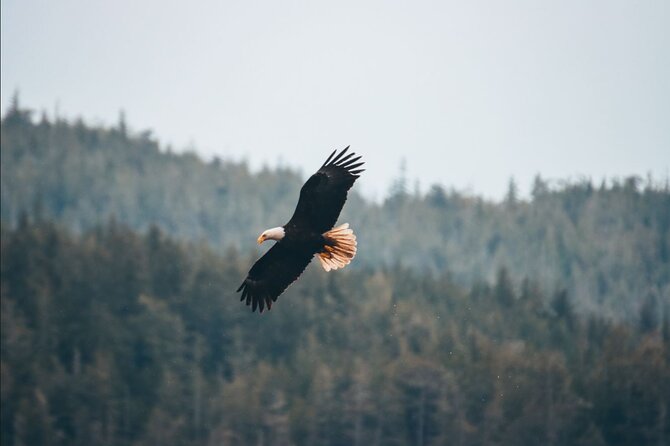Vancouver Island: Full-Day Kayak Tour from Telegraph Cove - Johnstone Strait paddling: shoreline, tidal shallows, and wildlife moments