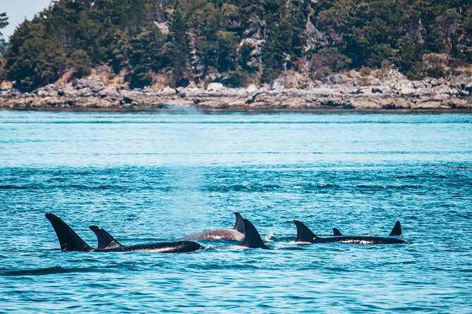 Vancouver Island: Half-Day Kayak Tour from Telegraph Cove - Telegraph Cove start point and the Blinkhorn Peninsula route