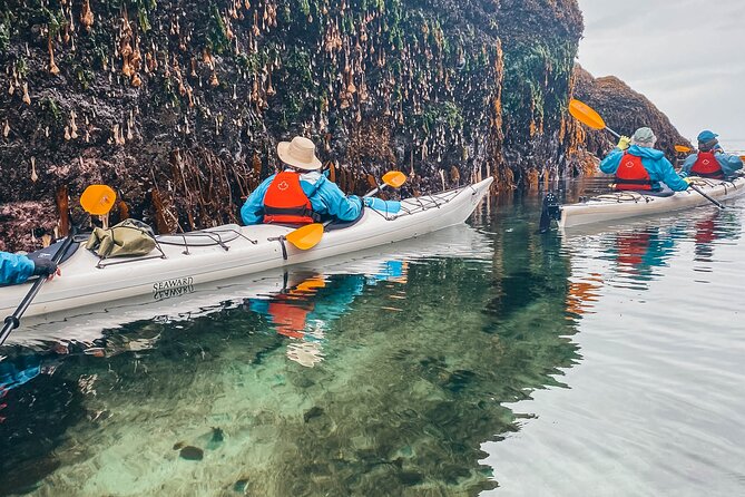 Vancouver Island: Half-Day Kayak Tour from Telegraph Cove - Wildlife you may spot, and how to think about the odds