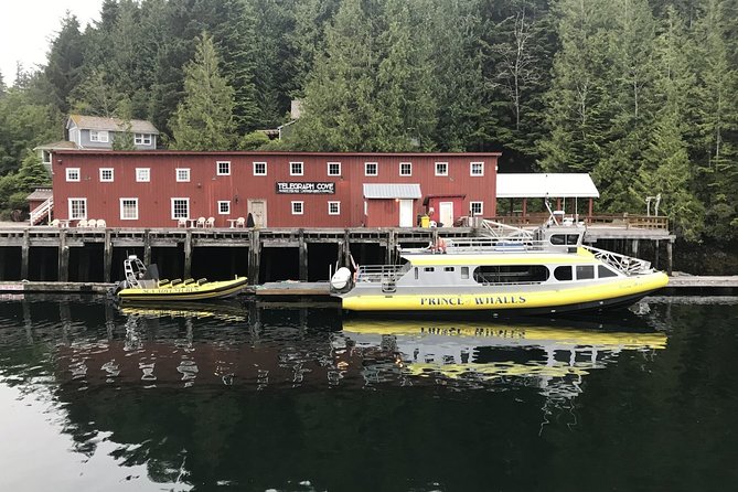 Vancouver Island Half-Day Whale Watching Tour - Telegraph Cove - Price, Group Size, and What You Get for the Money