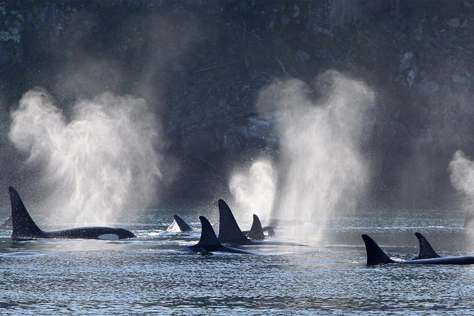 Vancouver Island Half-Day Whale Watching Tour - Telegraph Cove - Who Should Book This Telegraph Cove Whale Watching Tour
