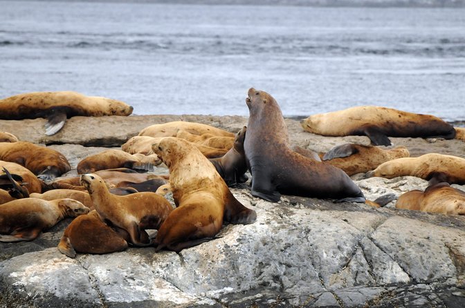 Vancouver Island Zodiac Whale Watching Adventure - Telegraph Cove - Telegraph Cove Zodiac Tours, and Why Johnstone Strait is the Point