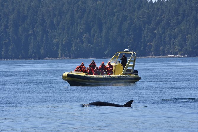 Vancouver Island Zodiac Whale Watching Adventure - Telegraph Cove - A 12-Guest Zodiac Changes the Feel of Whale Watching