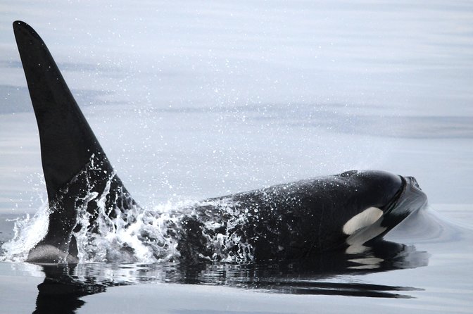 Vancouver Island Zodiac Whale Watching Adventure - Telegraph Cove - Best-Fit Travelers: Who This Trip Works For
