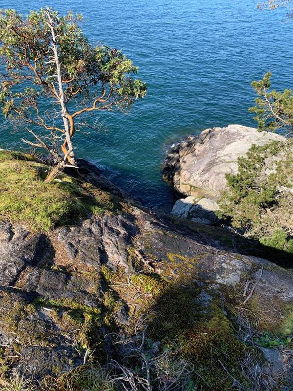 Vancouver: Lighthouse Park Hike - Lighthouse Park: Old-Growth Trees and a Coastline Trail That Feels Simple